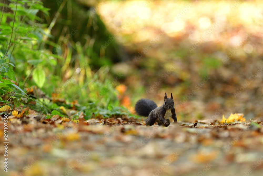Squirrel runs around the leaves in autumn and looks for food Squirrel runs around the leaves in autumn and looks for food