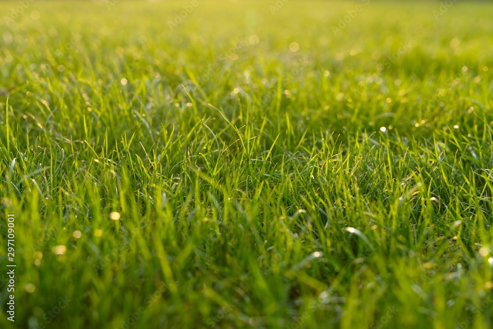 close up fresh green grass under warm sunrise sunlight. Blur background. close up fresh green grass under warm sunrise sunlight. Blur background.