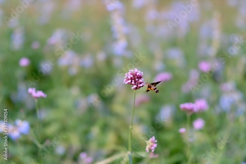 Wallpaper Mural close up one flying hummingbird hawkmoth suck nectar from pink vervain flower. Blur background Torontodigital.ca