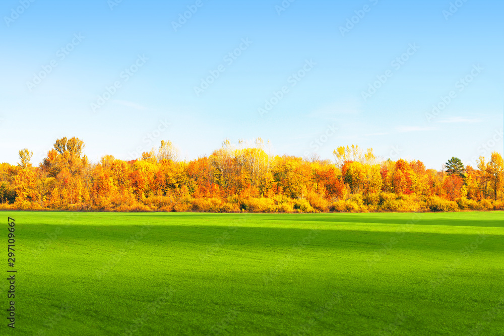 Bright autumn landscape with sprouts of winter crops. Beautiful countryside view. Fresh green rural meadows, forest edges, blue sky. Scenery view Bright autumn landscape with sprouts of winter crops. Beautiful countryside view. Fresh green rural meadows, forest edges, blue sky. Scenery view