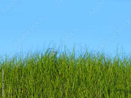 Green grass sprouts on a background of blue sky