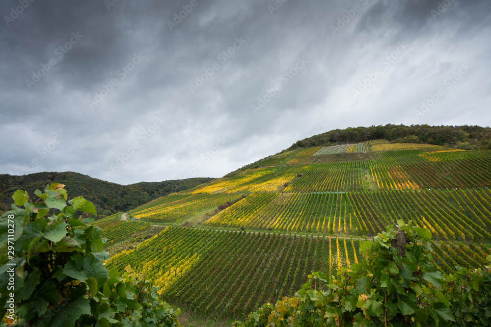 Hiking on the red wine trail in the Ahr valley in the rain
