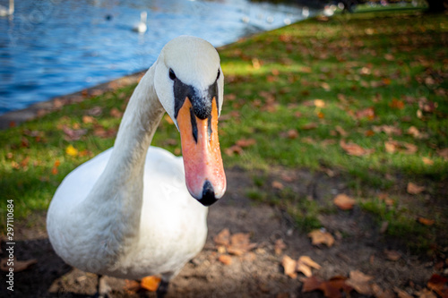 Swan posing for a close-up photo.