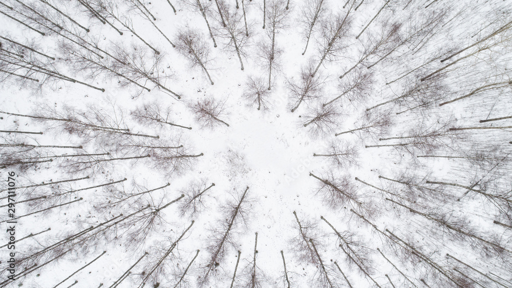 Top down view of the forest in winter.  Top down view of trees. Frosty forest.