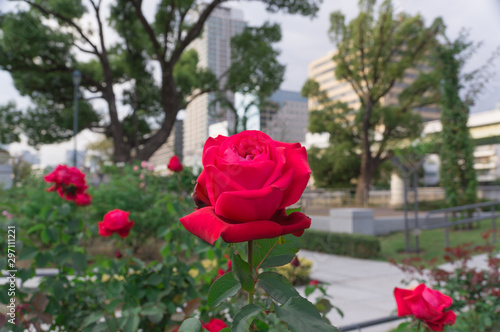 Nakanoshima Rose Garden -Mr. Lincoln-