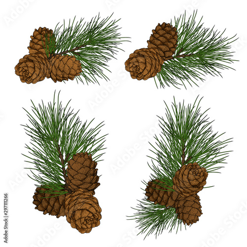 Cedar branch and cones design set in engraving technique for labels, logos, posters, greeting cards. Isolated on white. 