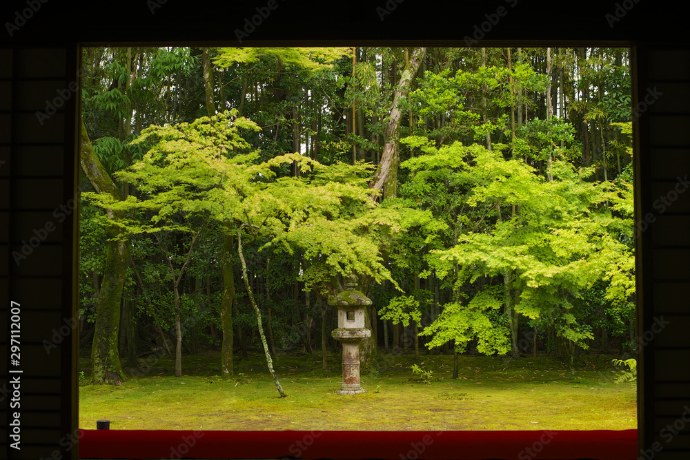 京都_高桐院_青もみじ 京都_高桐院_青もみじ