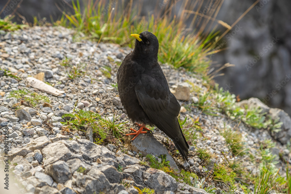 Obraz premium Alpendohle