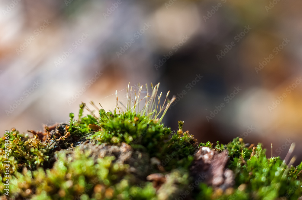 Green moss in the autumn forest close-up