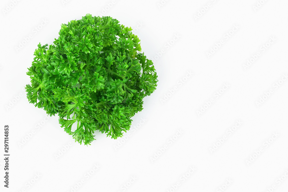 Obraz premium Parsley leaf ( Petroselinum crispum) with space for text on white background. 