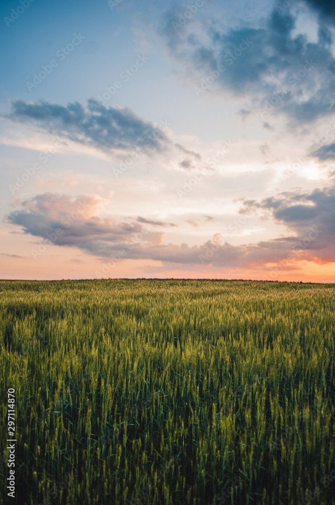 field of wheat covered with colorful light during sunset, Moldova