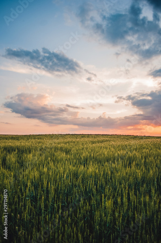field of wheat covered with colorful light during sunset  Moldova
