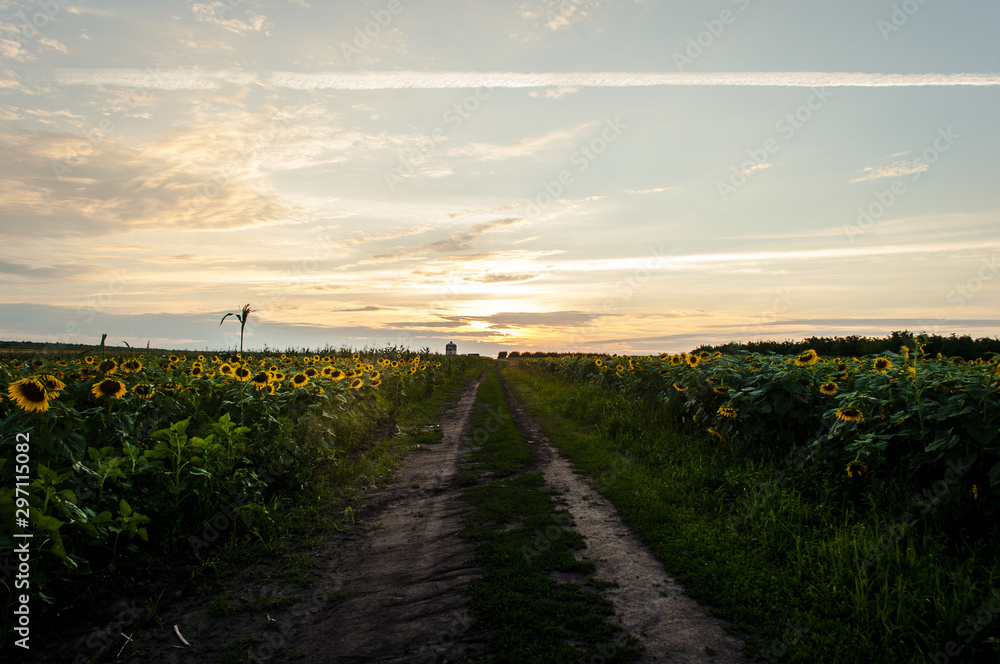 Sunflower fields from my backyard at sunset, Moldova