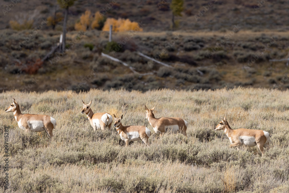 Pronghorn Antelope in Wyoming in Autumn Pronghorn Antelope in Wyoming in Autumn