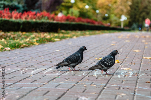 Pigeons play hopscotch in the park