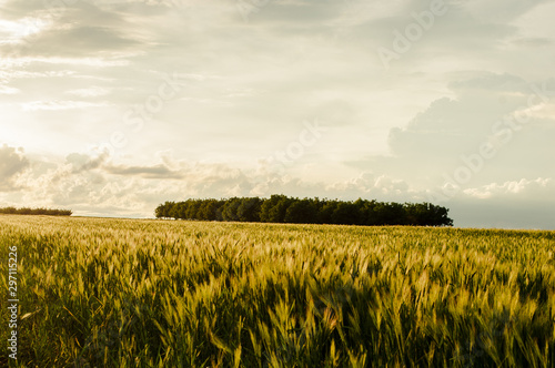 Small forest encircled by wheat with a beautiful sky in the background  Moldova