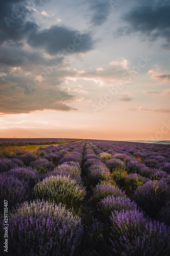 lavender field at sunrise  Moldova