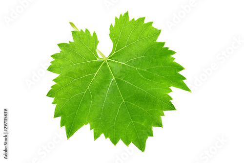 Fresh green leaf of grape isolated on white background.