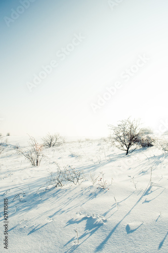 Wallpaper Mural snow covered trees Torontodigital.ca