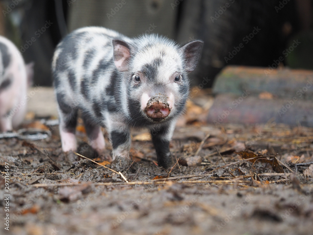 Little pigs dig the ground. Funny pigs close up Little pigs dig the ground. Funny pigs close up