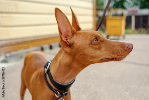 Photography Close-up and shallow focus view of a Cirneco dell'Etna Sicilian hunting hound dog, showing the short fur, large ears and long snout, seen looking at her owner