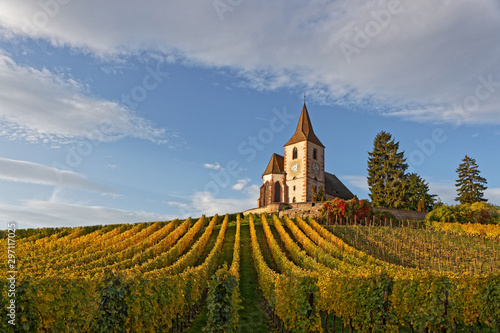 Fortified church of the Alsatian village of Hunawihr, surrounded by vineyards, with beautiful yellow autumn colours