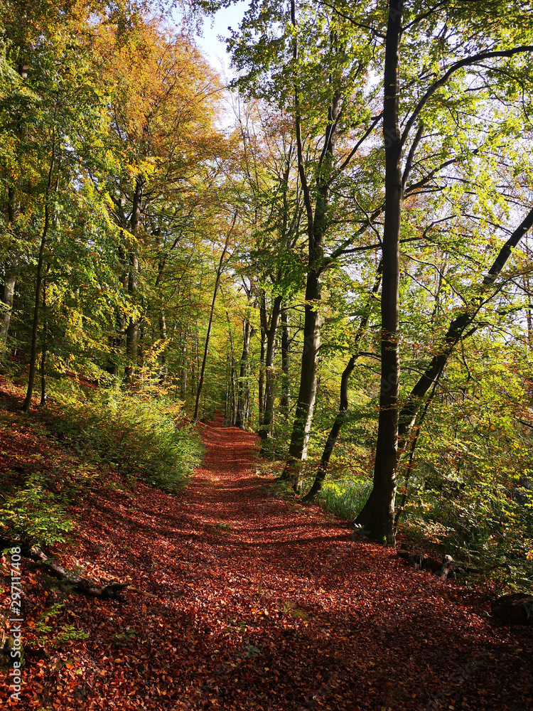 Obraz premium Waldweg