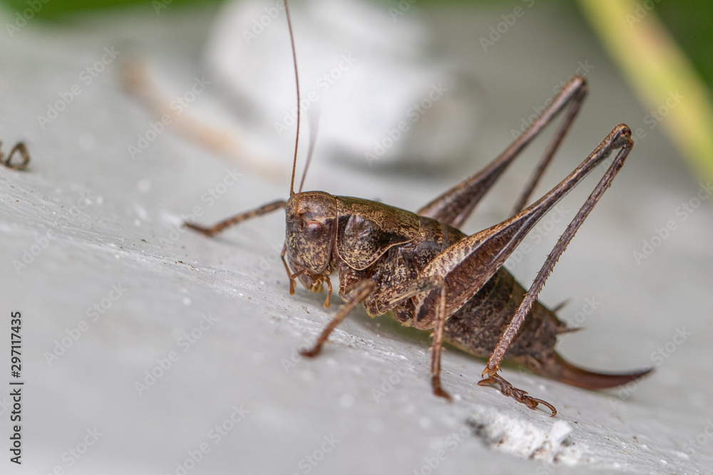 a brown grasshopper sits on a white wooden door a brown grasshopper sits on a white wooden door