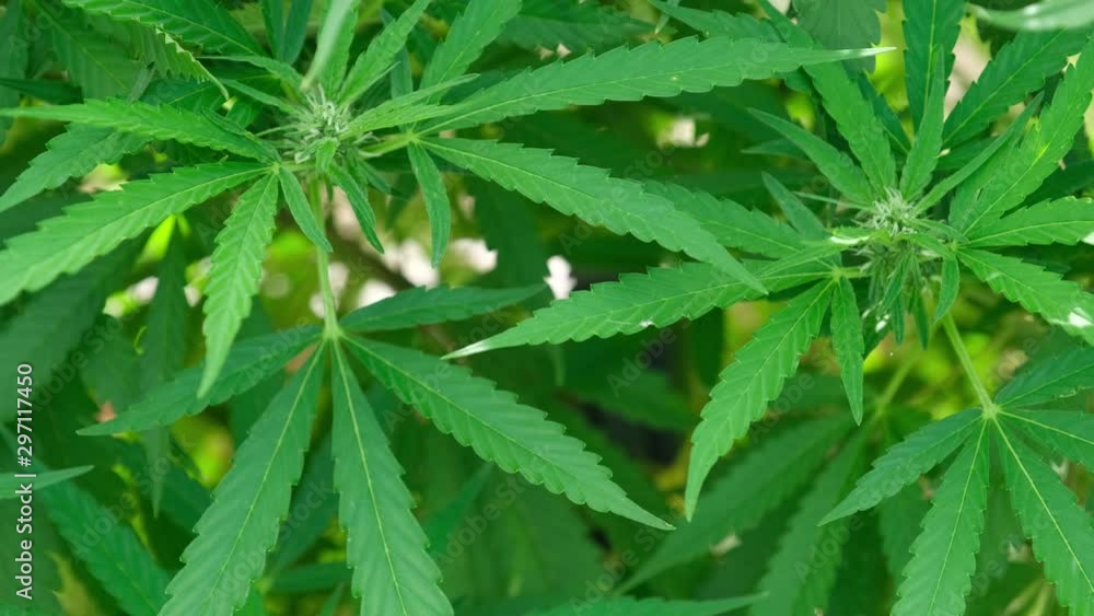Hemp or CBD Oil production with cannabis plants grown for fiber production and medicinal oils in Asheville, North Carolina Hemp or CBD Oil production with cannabis plants grown for fiber production and medicinal oils in Asheville, North Carolina