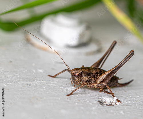 a brown grasshopper sits on a white wooden door