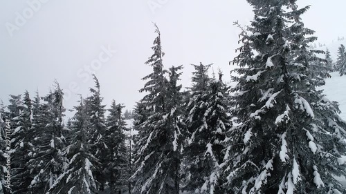 Beautiful cloudy winter fir-trees photo