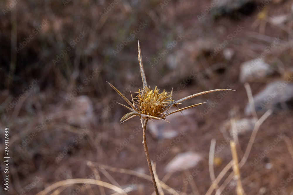 Dry sharp plant growing, drying nature Dry sharp plant growing, drying nature