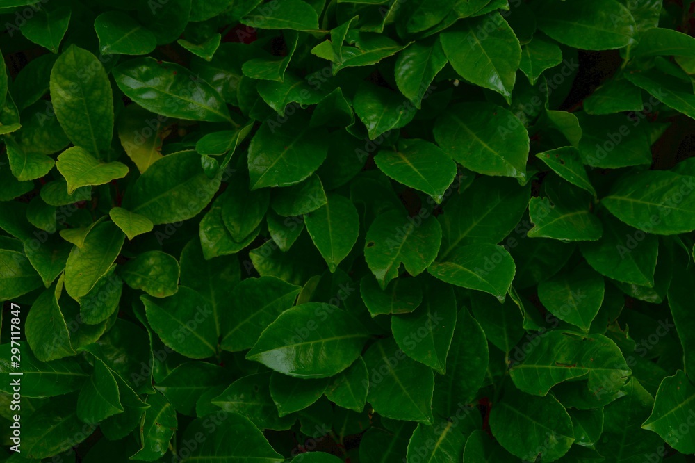 foliage of tropical leaf in dark green texture with rain water drop, abstract pattern nature background foliage of tropical leaf in dark green texture with rain water drop, abstract pattern nature background