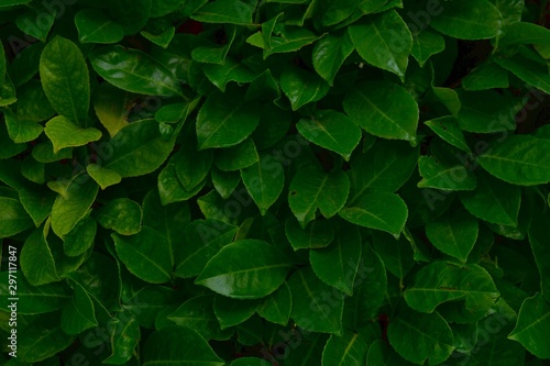 foliage of tropical leaf in dark green texture with rain water drop, abstract pattern nature background