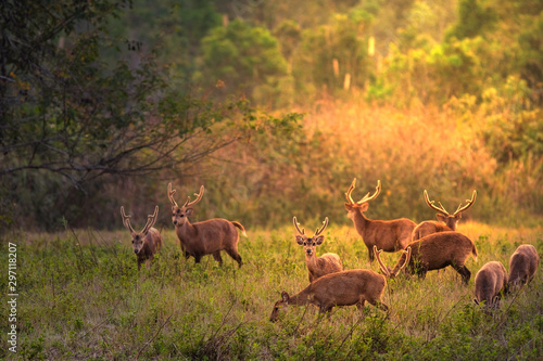 Family Sunset Deer at Thung Kramang Chaiyaphum Province, Thailand © subinpumsom
