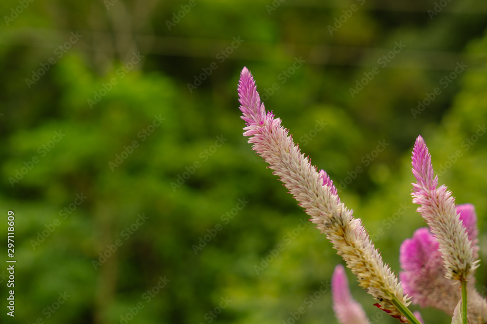 close up photo and selective focus of cockscomb flamingo feather close up photo and selective focus of cockscomb flamingo feather