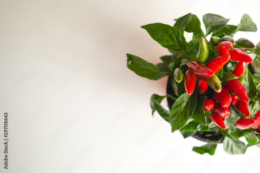 Top view of a red chilli peppers plant on a white background. Landscape format. Top view of a red chilli peppers plant on a white background. Landscape format.