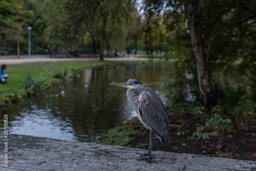 Canvas Print Great blue heron or Ardea herodias in Amsterdam vondelpark near the pond grey ye