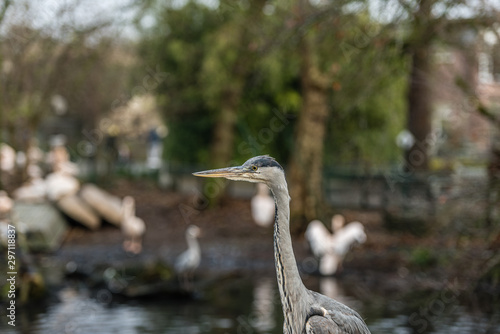Photography Great blue heron or Ardea herodias in front of a pond with big white birds at a