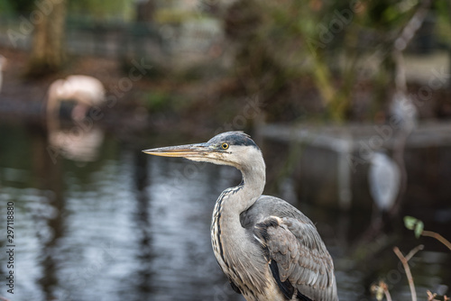 Photography Great blue heron or Ardea herodias sitting in front of a pond