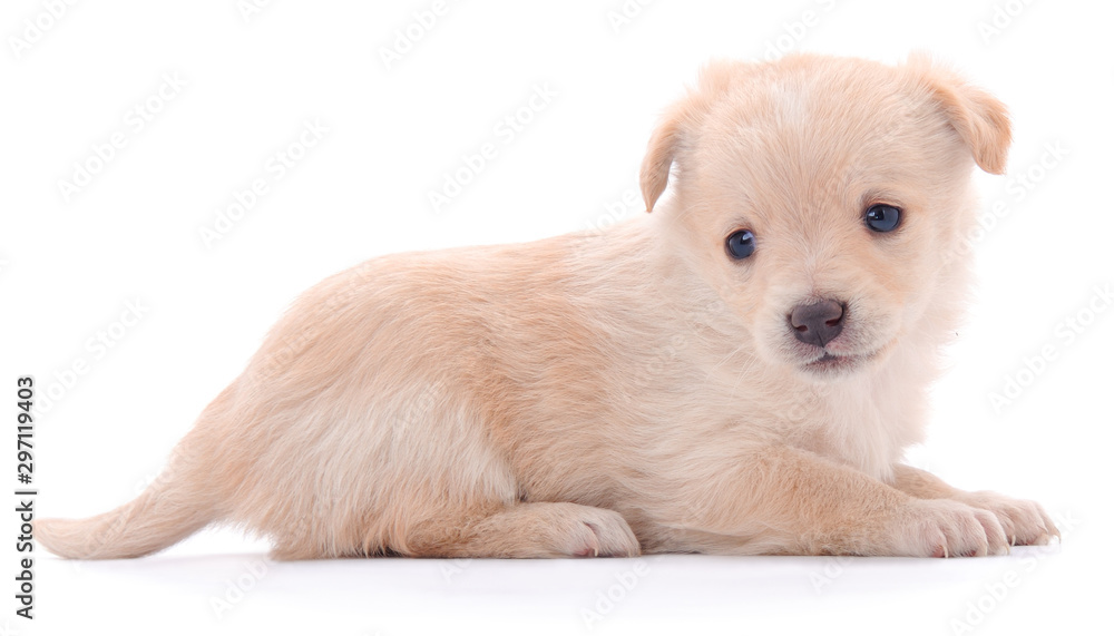 One little puppies. One little puppies.