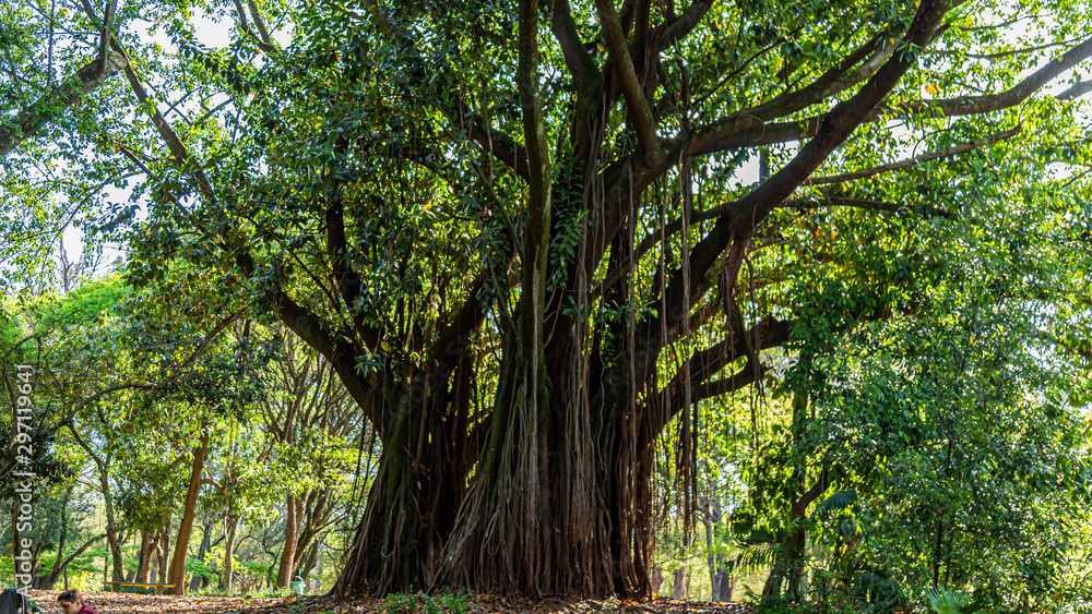 Fototapeta premium PARQUE DO IBIRAPUERA - SÃO PAULO