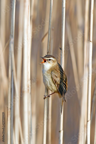 singender Schilfrohrsänger (Acrocephalus schoenobaenus) - Sedge warbler photo