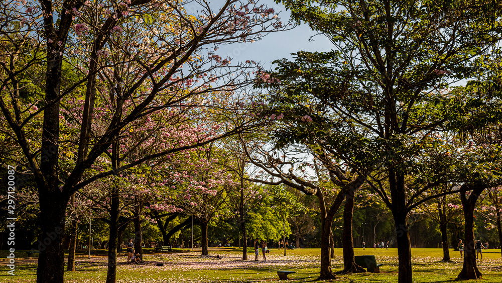 PARQUE DO IBIRAPUERA - SÃO PAULO PARQUE DO IBIRAPUERA - SÃO PAULO