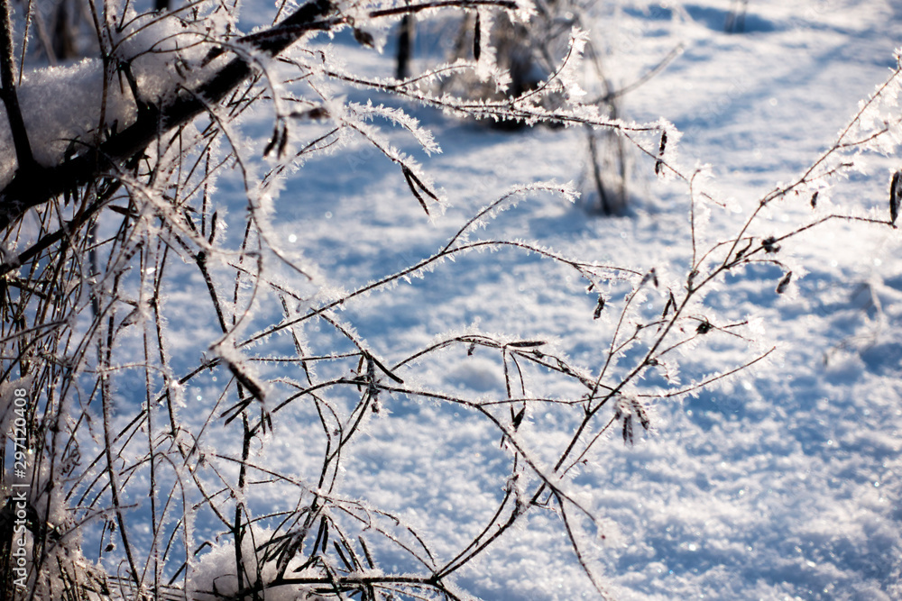 Macro Winter brunch with dry leaf in frost outdoor scene frozen leaves covered by snow natural background photography. Macro Winter brunch with dry leaf in frost outdoor scene frozen leaves covered by snow natural background photography.