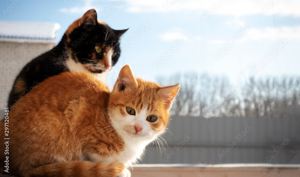 Cute kitten outdoors in the sunny winter Cute kitten outdoors in the sunny winter