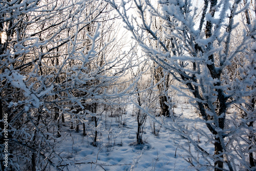 winter wonderland sunset view of frozen trees scenery panoramic wide nature b...