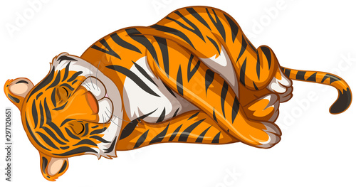 Tiger sleeping on white background