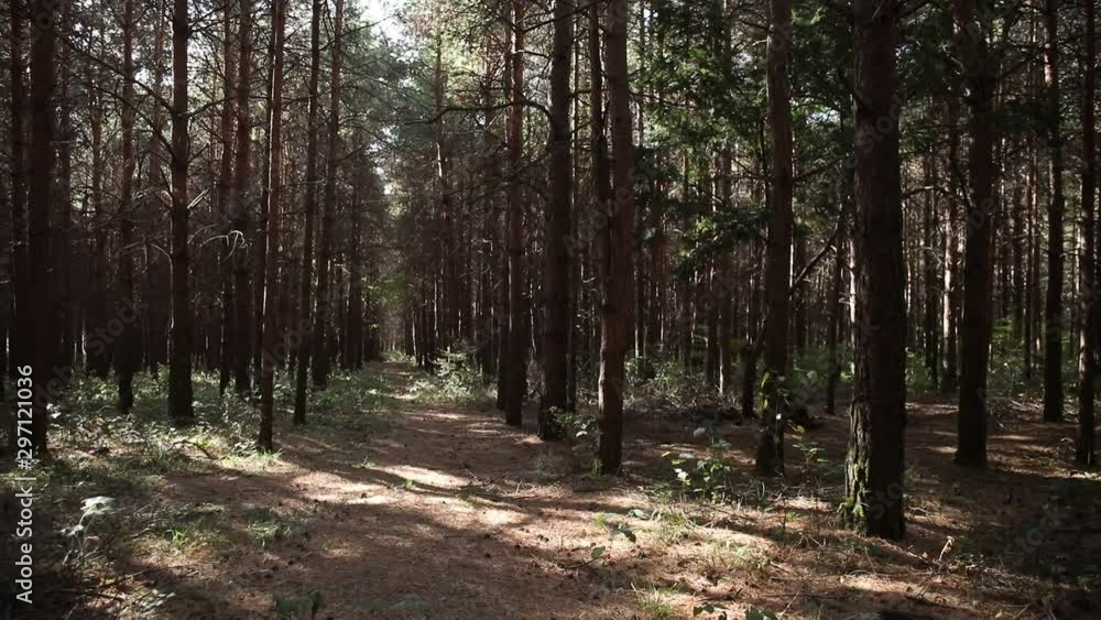 Wild pine forest with green moss under the trees. Moving between trees in beautiful sunny morning just after sunrise. Slider shot Wild pine forest with green moss under the trees. Moving between trees in beautiful sunny morning just after sunrise. Slider shot
