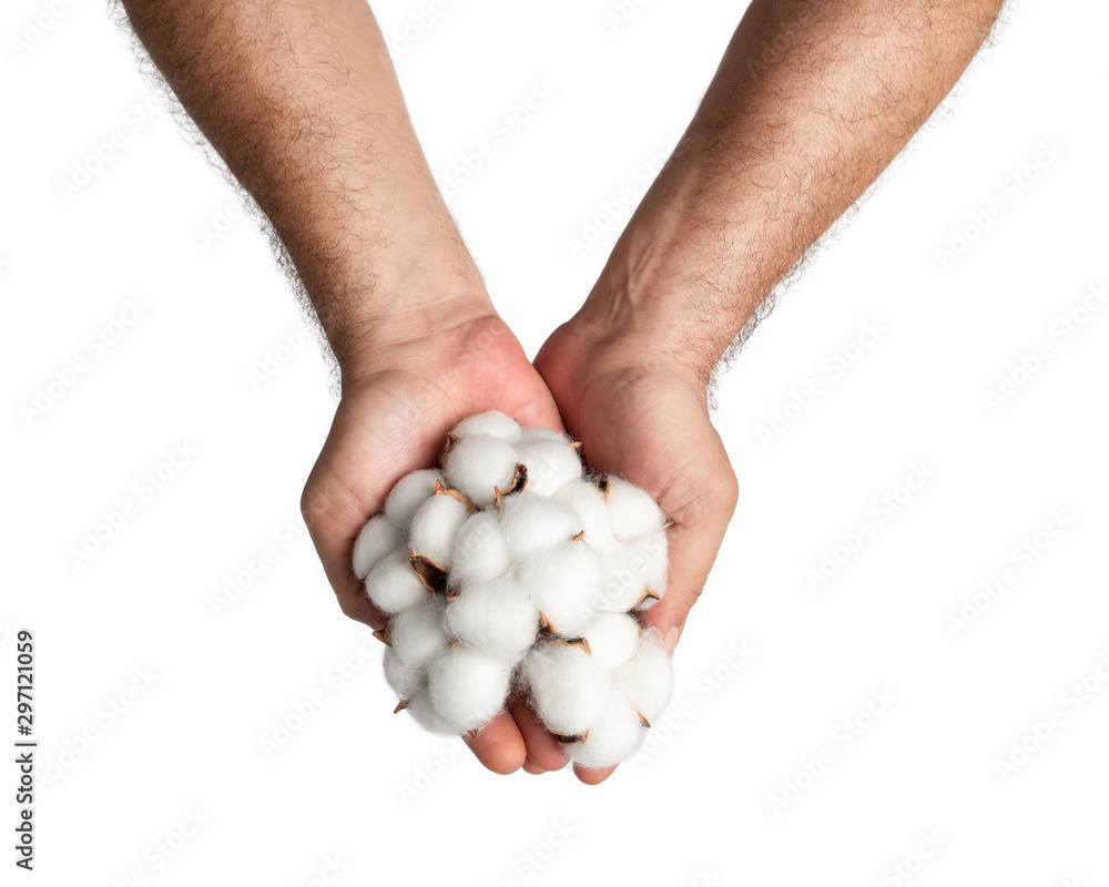 Man's hand holding cotton bolls on white background Man's hand holding cotton bolls on white background